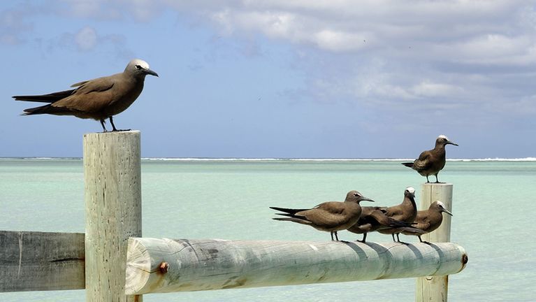 mauritius_rodrigues_zivali